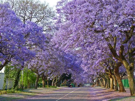 pics of a tree|images of beautiful trees.